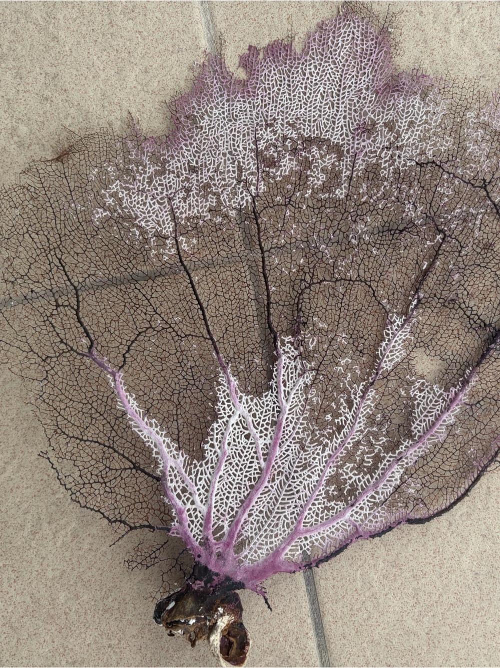 Sea fan coral, L size - Picture 7 of 7
